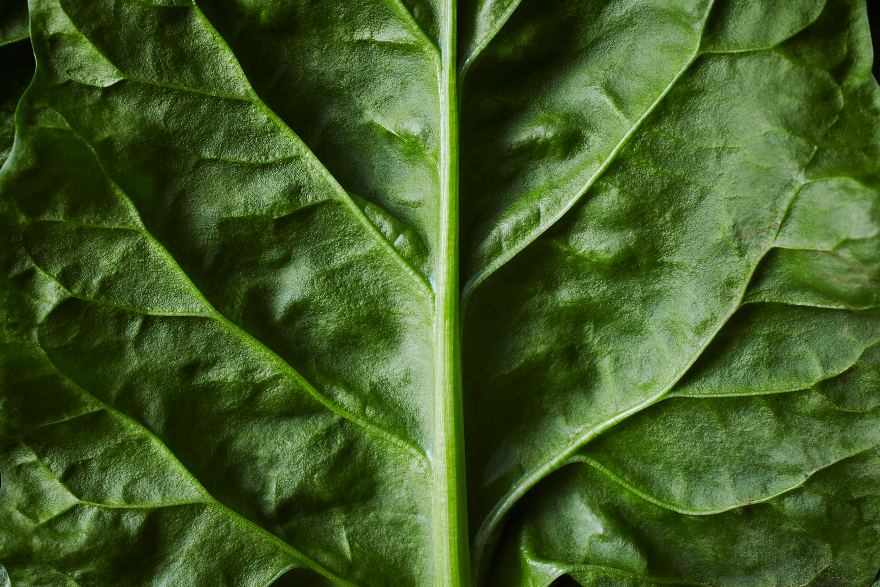 Root has <span class="fw-medium">8X</span> the utilization<br>rate over other health benefits